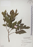 中文名:頷垂豆(S064176)學名:Archidendron lucidum (Benth.) I. Nielsen(S064176)