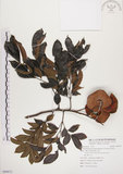 中文名:頷垂豆(S088872)學名:Archidendron lucidum (Benth.) I. Nielsen(S088872)