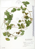 中文名:台灣山黑扁豆(S017848)學名:Dumasia villosa DC. subsp. bicolor (Hayata.) Ohashi & Tateishi(S017848)