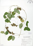 中文名:台灣山黑扁豆(S053722)學名:Dumasia villosa DC. subsp. bicolor (Hayata.) Ohashi & Tateishi(S053722)