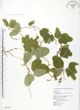 中文名:台灣山黑扁豆(S065080)學名:Dumasia villosa DC. subsp. bicolor (Hayata.) Ohashi & Tateishi(S065080)