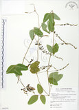 中文名:台灣山黑扁豆(S069254)學名:Dumasia villosa DC. subsp. bicolor (Hayata.) Ohashi & Tateishi(S069254)