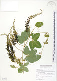 中文名:台灣山黑扁豆(S077014)學名:Dumasia villosa DC. subsp. bicolor (Hayata.) Ohashi & Tateishi(S077014)