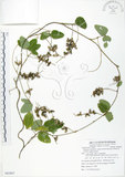 中文名:台灣山黑扁豆(S082807)學名:Dumasia villosa DC. subsp. bicolor (Hayata.) Ohashi & Tateishi(S082807)