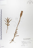 中文名:粗莖麝香百合(S046752)學名:Lilium longiflorum Thunb. var. scabrum Masamune(S046752)中文別名:糙莖麝香百合