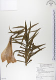 中文名:粗莖麝香百合(S063194)學名:Lilium longiflorum Thunb. var. scabrum Masamune(S063194)中文別名:糙莖麝香百合