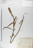 中文名:粗莖麝香百合(S070713)學名:Lilium longiflorum Thunb. var. scabrum Masamune(S070713)中文別名:糙莖麝香百合