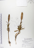 中文名:粗莖麝香百合(S085358)學名:Lilium longiflorum Thunb. var. scabrum Masamune(S085358)中文別名:糙莖麝香百合