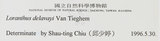 中文名:椆樹桑寄生(S007445)學名:Loranthus delavayi Van Tiegh.(S007445)