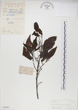 中文名:椆樹桑寄生(S038500)學名:Loranthus delavayi Van Tiegh.(S038500)