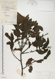 中文名:椆樹桑寄生(S044183)學名:Loranthus delavayi Van Tiegh.(S044183)