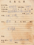 中文名:椆樹桑寄生(S045956)學名:Loranthus delavayi Van Tiegh.(S045956)