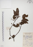 中文名:椆樹桑寄生(S087034)學名:Loranthus delavayi Van Tiegh.(S087034)