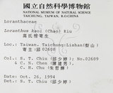 中文名:高氏桑寄生(S015075)學名:Loranthus kaoi (Chao) Kiu(S015075)中文別名:高氏榿寄生