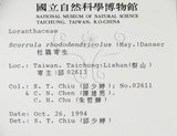 中文名:高氏桑寄生(S015076)學名:Loranthus kaoi (Chao) Kiu(S015076)中文別名:高氏榿寄生