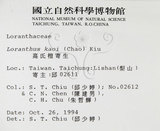 中文名:高氏桑寄生(S015076)學名:Loranthus kaoi (Chao) Kiu(S015076)中文別名:高氏榿寄生