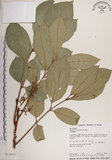 中文名:大葉樹蘭(S013033)學名:Aglaia elliptifolia Merr.(S013033)英文名:Large Leaf Aglaia