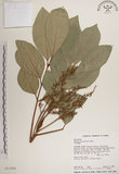 中文名:大葉樹蘭(S013056)學名:Aglaia elliptifolia Merr.(S013056)英文名:Large Leaf Aglaia