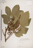 中文名:大葉樹蘭(S017172)學名:Aglaia elliptifolia Merr.(S017172)英文名:Large Leaf Aglaia