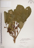 中文名:大葉樹蘭(S017226)學名:Aglaia elliptifolia Merr.(S017226)英文名:Large Leaf Aglaia