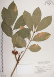 中文名:大葉樹蘭(S018106)學名:Aglaia elliptifolia Merr.(S018106)英文名:Large Leaf Aglaia