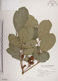 中文名:大葉樹蘭(S018194)學名:Aglaia elliptifolia Merr.(S018194)英文名:Large Leaf Aglaia