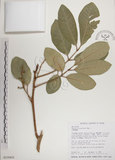 中文名:大葉樹蘭(S018450)學名:Aglaia elliptifolia Merr.(S018450)英文名:Large Leaf Aglaia