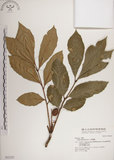中文名:大葉樹蘭(S032225)學名:Aglaia elliptifolia Merr.(S032225)英文名:Large Leaf Aglaia