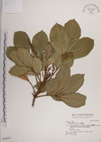 中文名:大葉樹蘭(S042955)學名:Aglaia elliptifolia Merr.(S042955)英文名:Large Leaf Aglaia