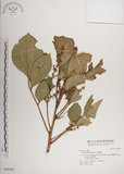 中文名:大葉樹蘭(S046680)學名:Aglaia elliptifolia Merr.(S046680)英文名:Large Leaf Aglaia