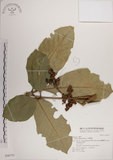 中文名:大葉樹蘭(S046775)學名:Aglaia elliptifolia Merr.(S046775)英文名:Large Leaf Aglaia