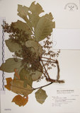 中文名:大葉樹蘭(S046956)學名:Aglaia elliptifolia Merr.(S046956)英文名:Large Leaf Aglaia