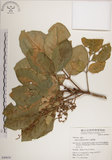 中文名:大葉樹蘭(S049638)學名:Aglaia elliptifolia Merr.(S049638)英文名:Large Leaf Aglaia