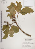 中文名:大葉樹蘭(S049639)學名:Aglaia elliptifolia Merr.(S049639)英文名:Large Leaf Aglaia