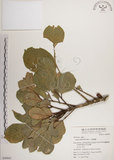 中文名:大葉樹蘭(S049661)學名:Aglaia elliptifolia Merr.(S049661)英文名:Large Leaf Aglaia