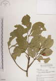 中文名:大葉樹蘭(S049839)學名:Aglaia elliptifolia Merr.(S049839)英文名:Large Leaf Aglaia