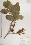 中文名:大葉樹蘭(S050915)學名:Aglaia elliptifolia Merr.(S050915)英文名:Large Leaf Aglaia