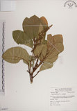 中文名:大葉樹蘭(S054217)學名:Aglaia elliptifolia Merr.(S054217)英文名:Large Leaf Aglaia