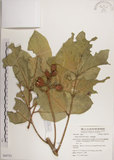 中文名:大葉樹蘭(S062721)學名:Aglaia elliptifolia Merr.(S062721)英文名:Large Leaf Aglaia