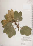 中文名:大葉樹蘭(S062831)學名:Aglaia elliptifolia Merr.(S062831)英文名:Large Leaf Aglaia