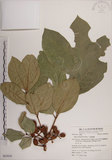 中文名:大葉樹蘭(S062839)學名:Aglaia elliptifolia Merr.(S062839)英文名:Large Leaf Aglaia