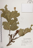 中文名:大葉樹蘭(S062901)學名:Aglaia elliptifolia Merr.(S062901)英文名:Large Leaf Aglaia