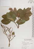 中文名:大葉樹蘭(S065092)學名:Aglaia elliptifolia Merr.(S065092)英文名:Large Leaf Aglaia