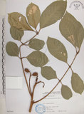 中文名:大葉樹蘭(S065943)學名:Aglaia elliptifolia Merr.(S065943)英文名:Large Leaf Aglaia