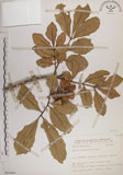 中文名:大葉樹蘭(S065944)學名:Aglaia elliptifolia Merr.(S065944)英文名:Large Leaf Aglaia