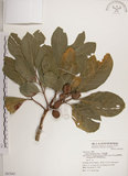 中文名:大葉樹蘭(S067663)學名:Aglaia elliptifolia Merr.(S067663)英文名:Large Leaf Aglaia