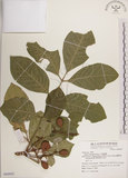 中文名:大葉樹蘭(S068892)學名:Aglaia elliptifolia Merr.(S068892)英文名:Large Leaf Aglaia