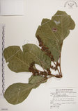 中文名:大葉樹蘭(S080395)學名:Aglaia elliptifolia Merr.(S080395)英文名:Large Leaf Aglaia