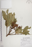 中文名:大葉樹蘭(S085596)學名:Aglaia elliptifolia Merr.(S085596)英文名:Large Leaf Aglaia
