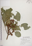 中文名:大葉樹蘭(S085651)學名:Aglaia elliptifolia Merr.(S085651)英文名:Large Leaf Aglaia